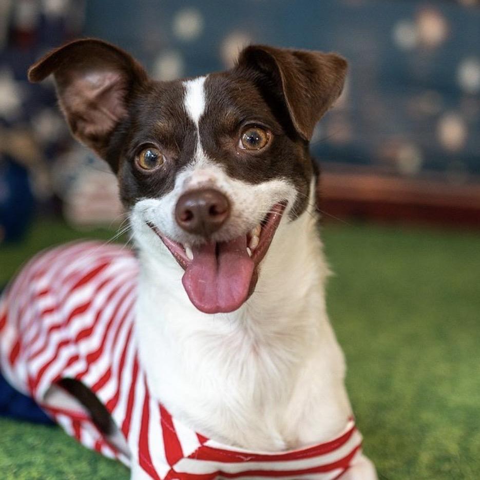 LuLu, a Adoptable Rat Terrier in Aberdeen, NC image 2/6