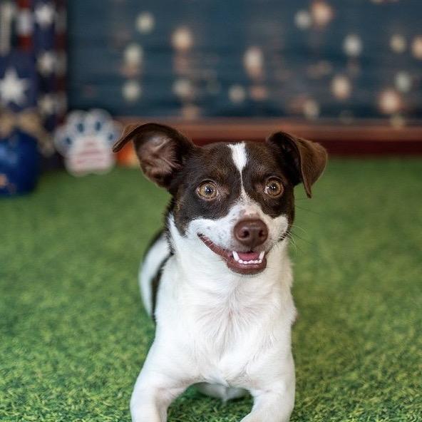 LuLu, a Adoptable Rat Terrier in Aberdeen, NC image 3/6