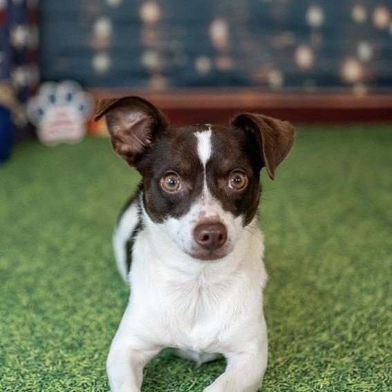 LuLu, a Adoptable Rat Terrier in Aberdeen, NC image 4/6