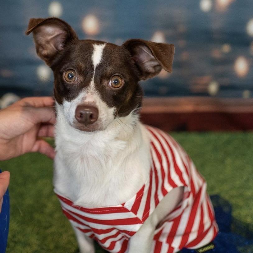 LuLu, a Adoptable Rat Terrier in Aberdeen, NC image 5/6