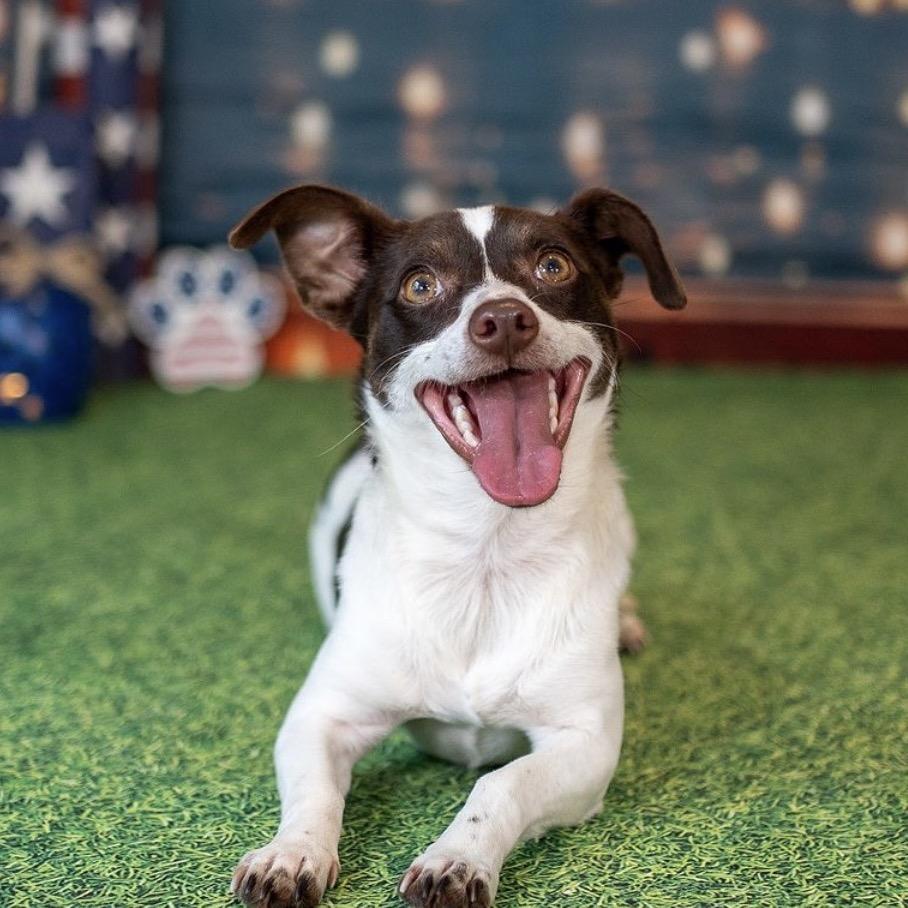 LuLu, a Adoptable Rat Terrier in Aberdeen, NC image 6/6