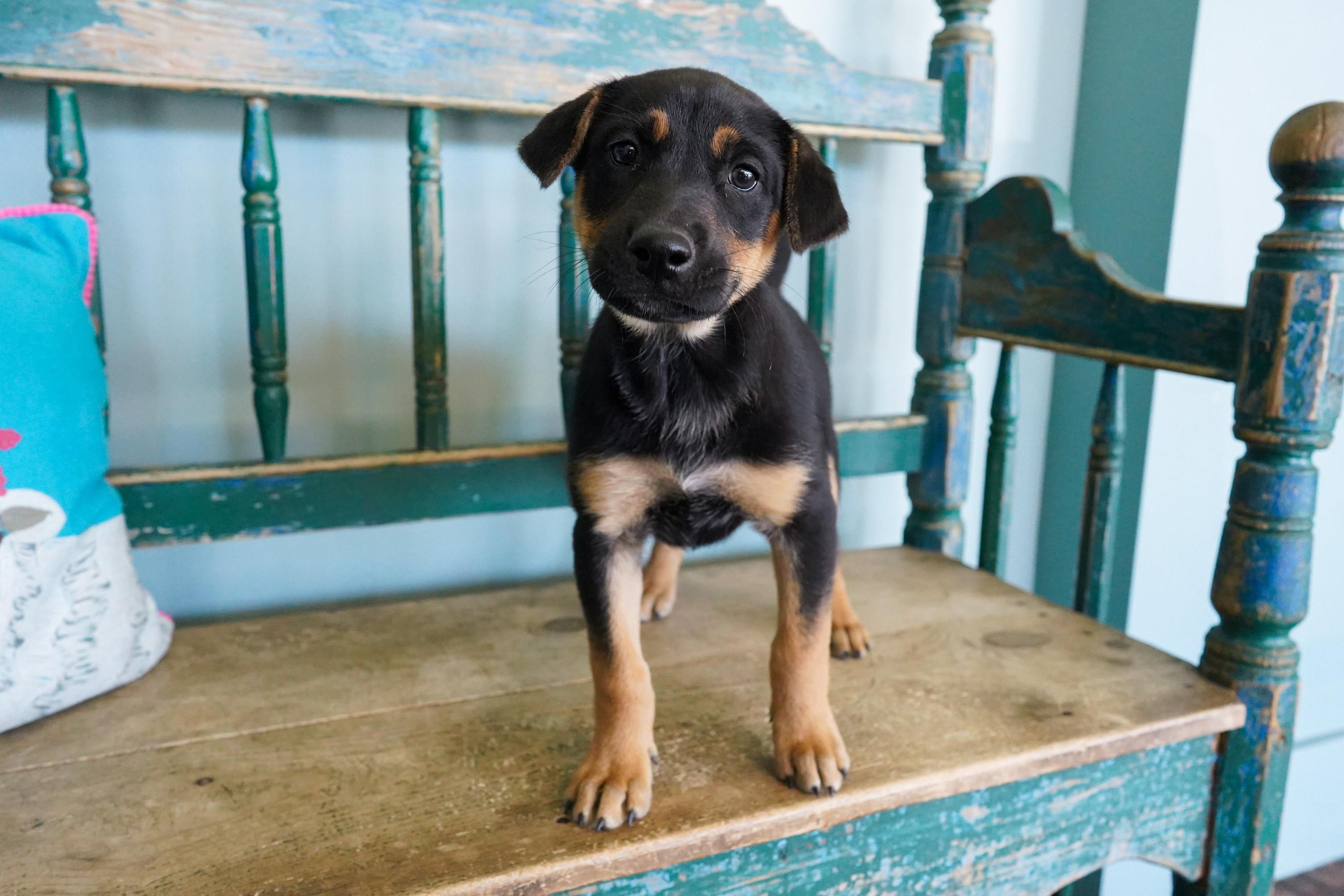 Magpie, ADOPTABLE, Puppy Female Border Collie.