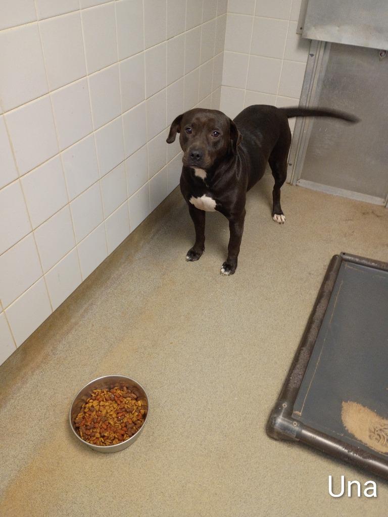 Una, Adoptable, Adult Female Labrador Retriever & Mixed Breed.