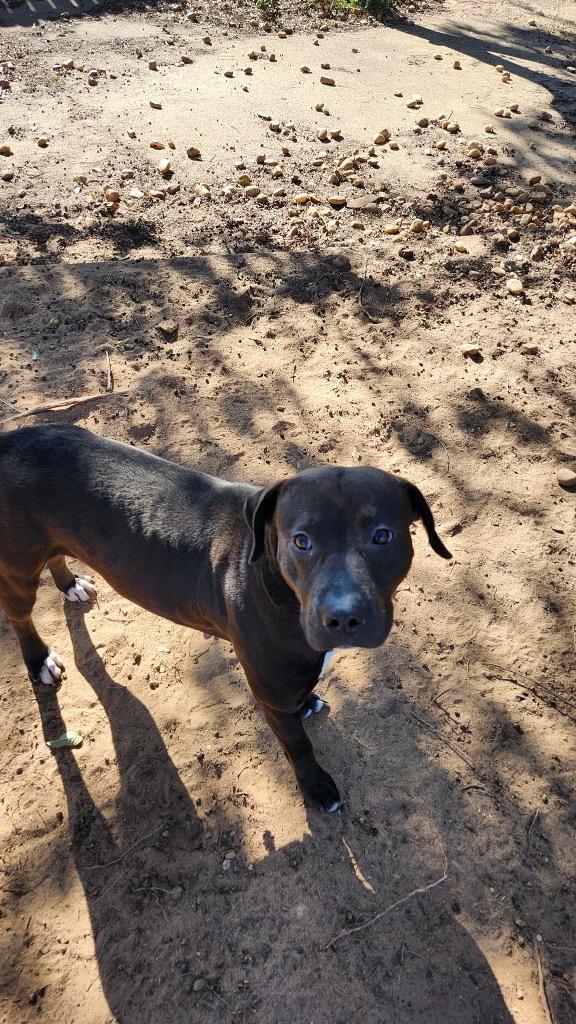Una, Adoptable, Adult Female Labrador Retriever & Mixed Breed.