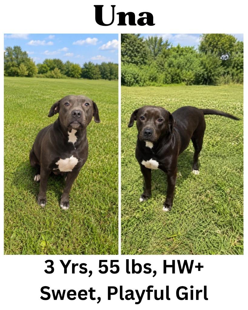 Enlarge Una, a Adoptable mixed breed in Albany, GA image 3/6