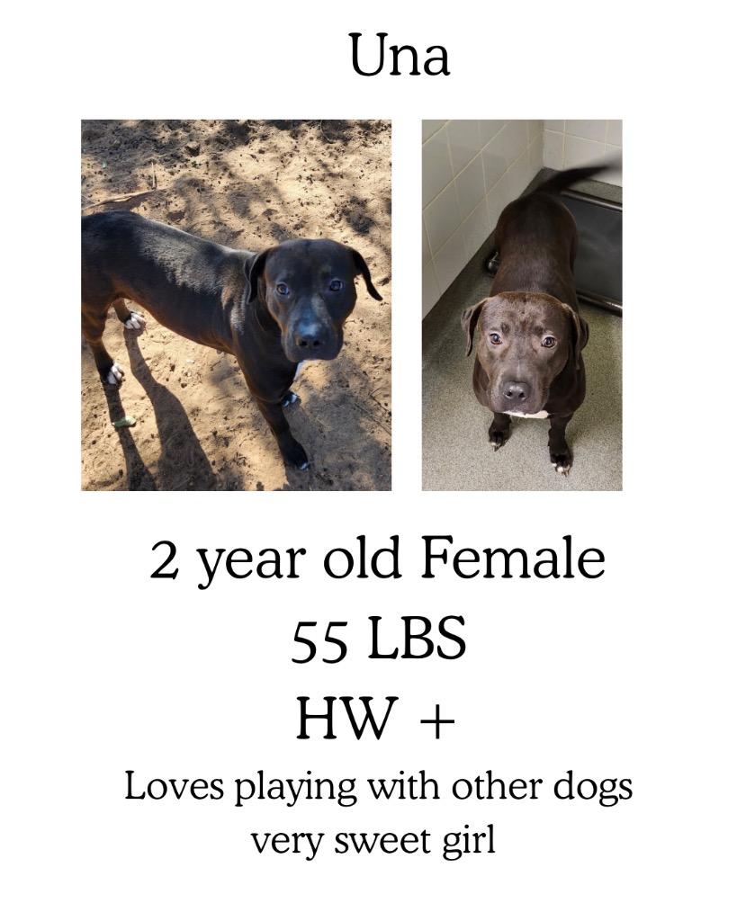 Una, a Adoptable mixed breed in Albany, GA image 2/3