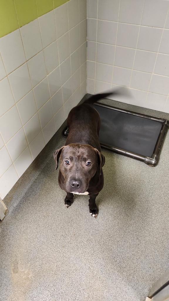 Una, a Adoptable mixed breed in Albany, GA image 3/3