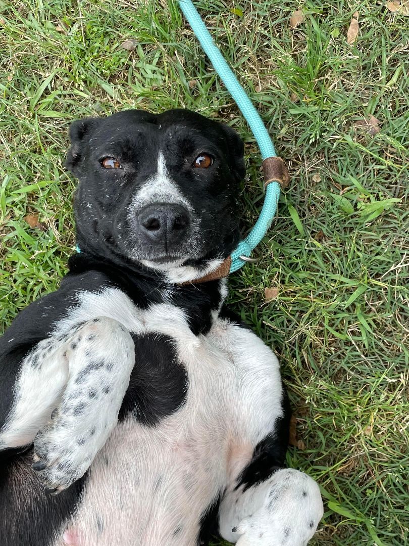 Sloane, an adoptable Black Labrador Retriever in Spring, TX, 77388 | Photo Image 3