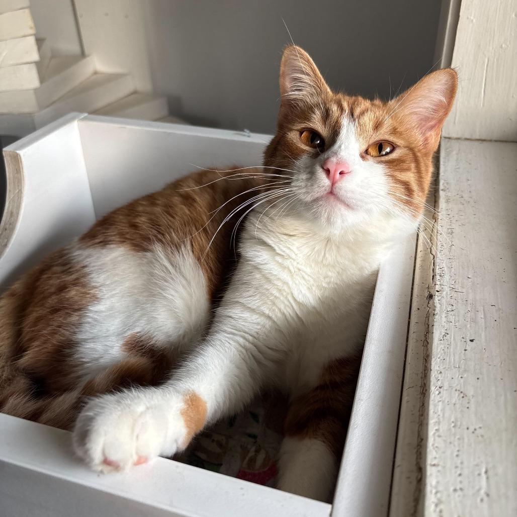 Line, a Adoptable Domestic Short Hair in Carencro, LA image 1/4