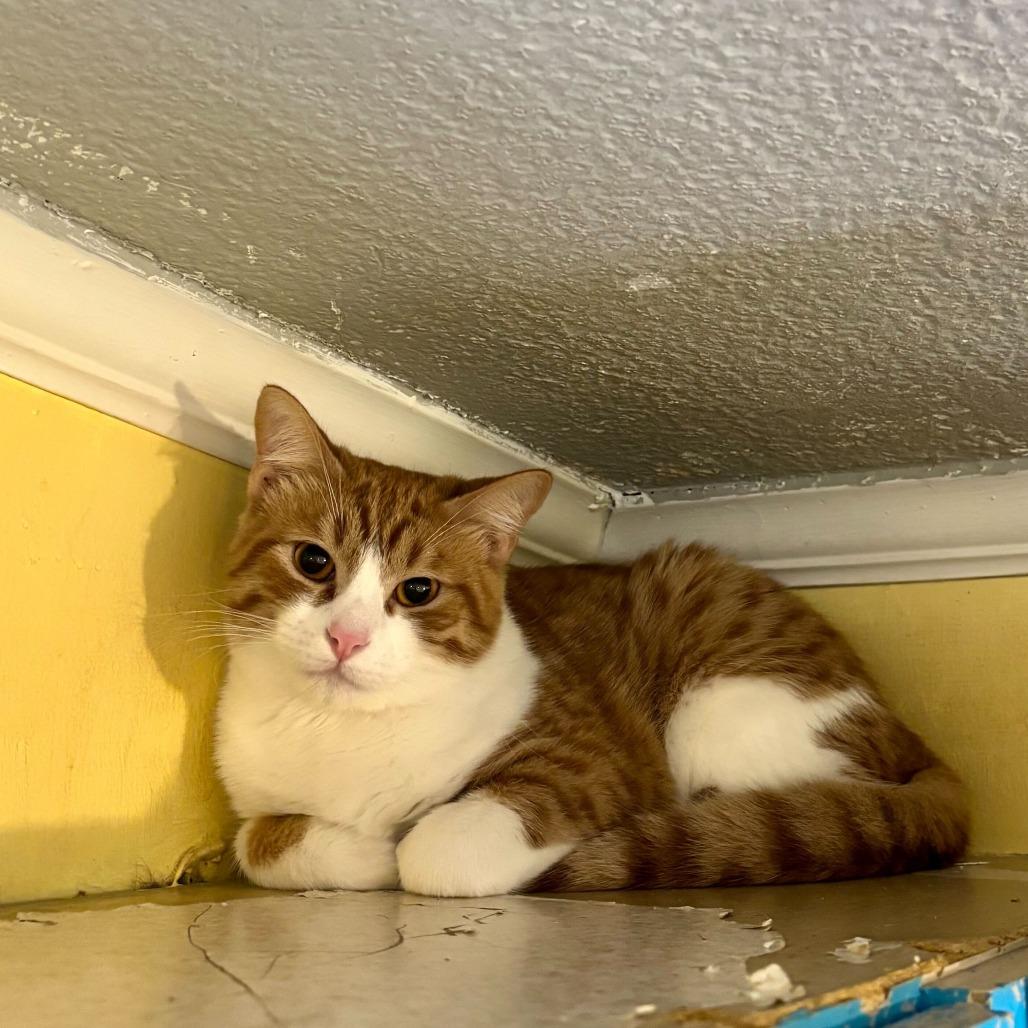 Line, a Adoptable Domestic Short Hair in Carencro, LA image 2/4