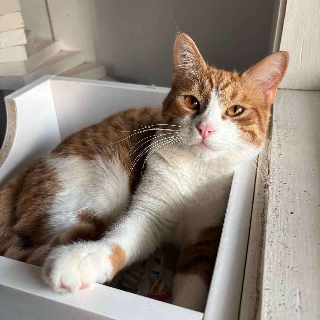 Line, a Adoptable Domestic Short Hair in Carencro, LA image 3/4