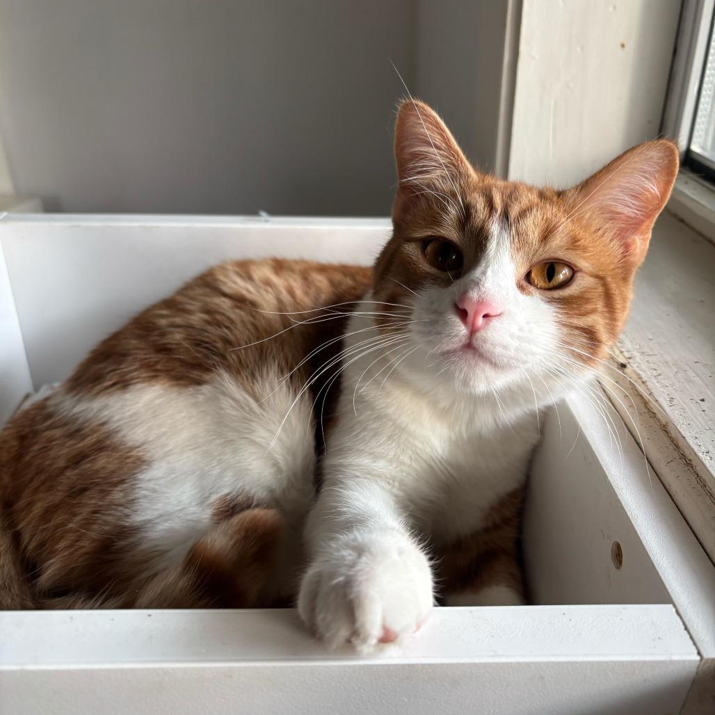 Line, a Adoptable Domestic Short Hair in Carencro, LA image 4/4