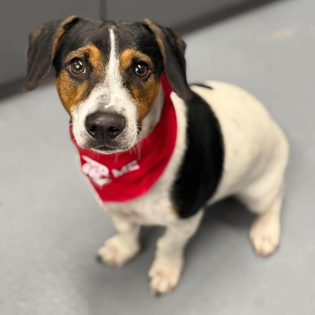 Toby, Adoptable, Young Male Beagle & Mixed Breed.