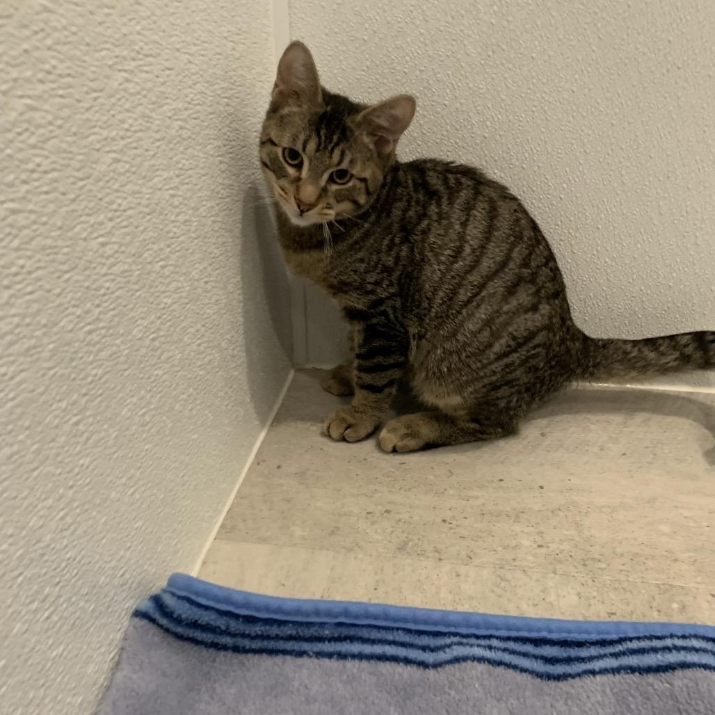 Enlarge Roku, a Adoptable Domestic Short Hair in Puslinch, ON image 1/6