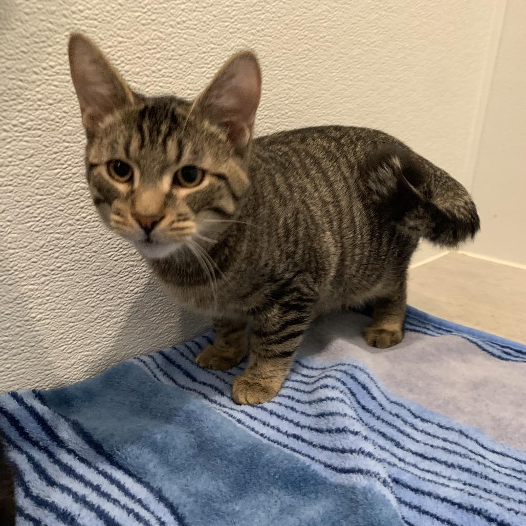 Enlarge Roku, a Adoptable Domestic Short Hair in Puslinch, ON image 2/6