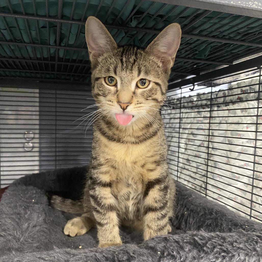 Enlarge Roku, a Adoptable Domestic Short Hair in Puslinch, ON image 3/6