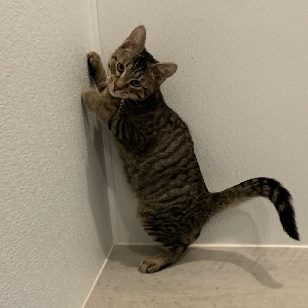 Enlarge Roku, a Adoptable Domestic Short Hair in Puslinch, ON image 4/6