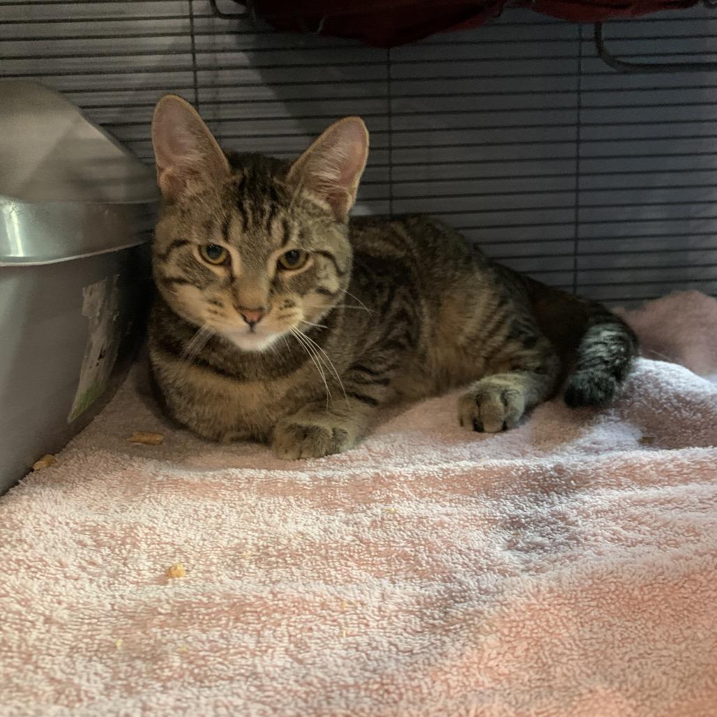 Enlarge Roku, a Adoptable Domestic Short Hair in Puslinch, ON image 5/6