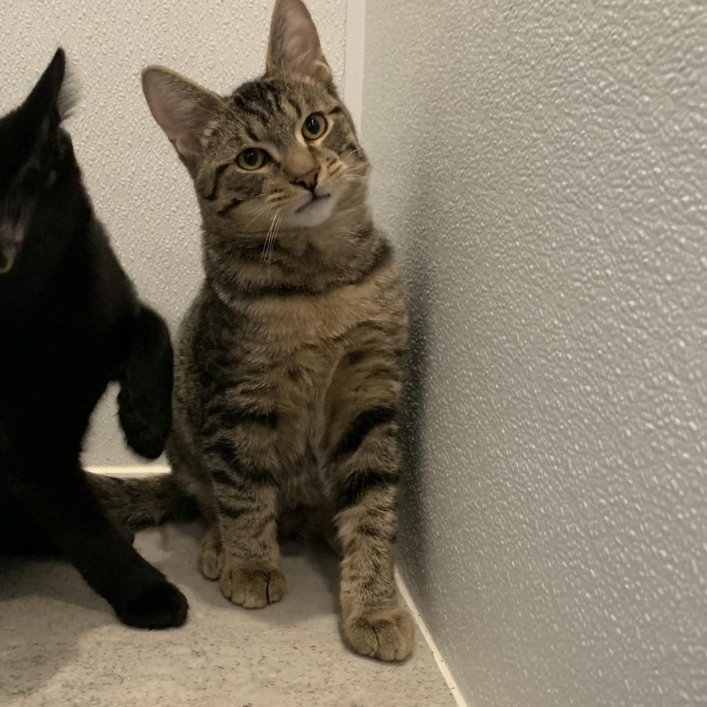 Enlarge Roku, a Adoptable Domestic Short Hair in Puslinch, ON image 6/6