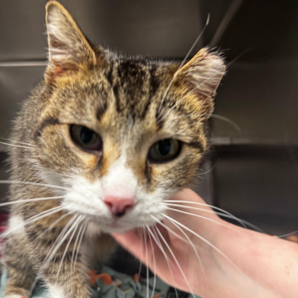 Sweet Bread, Adoptable, Young Female Domestic Short Hair.