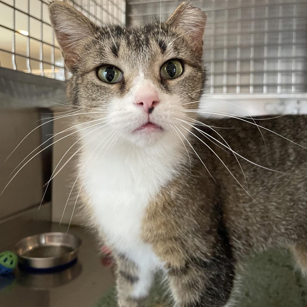 Enlarge Sweet Bread, a Adoptable Domestic Short Hair in South Haven, MI image 2/2