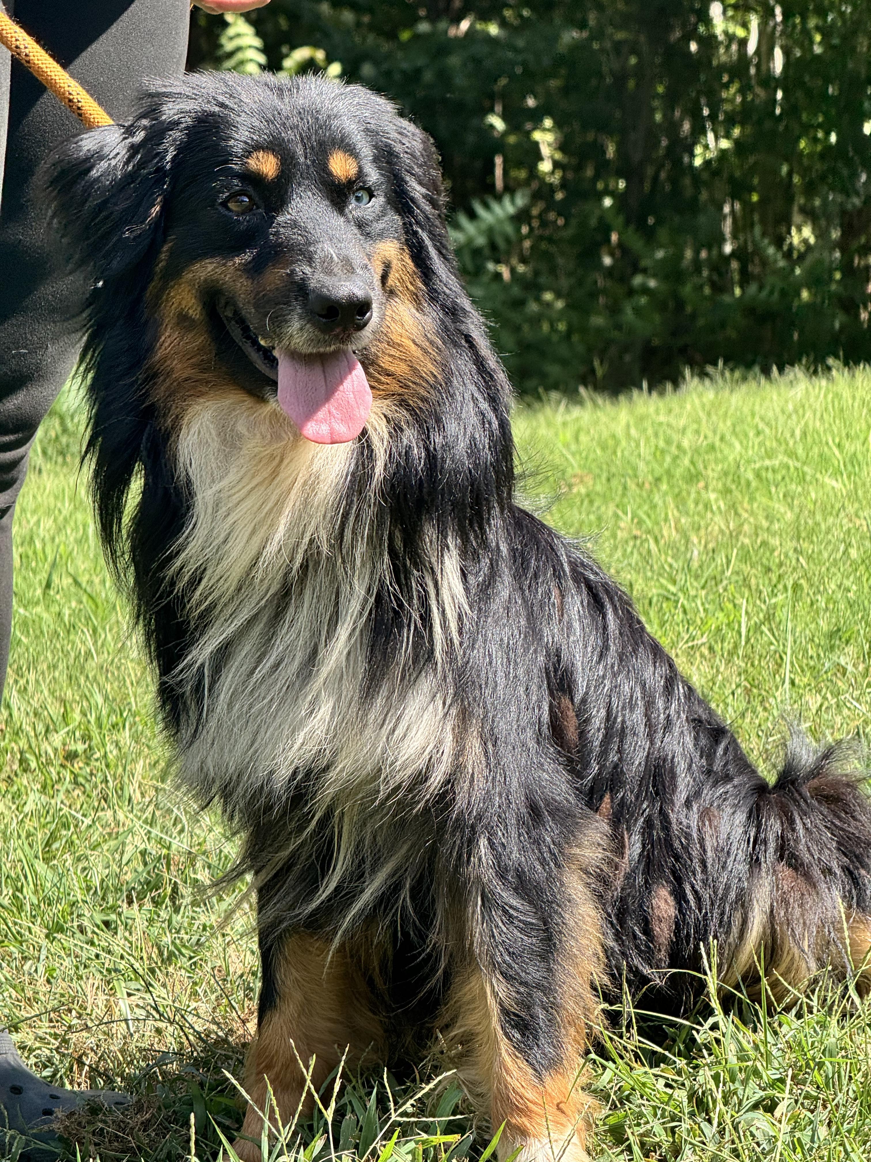 Enlarge Benny, a ADOPTABLE Australian Shepherd in Richmond, VA image 3/6