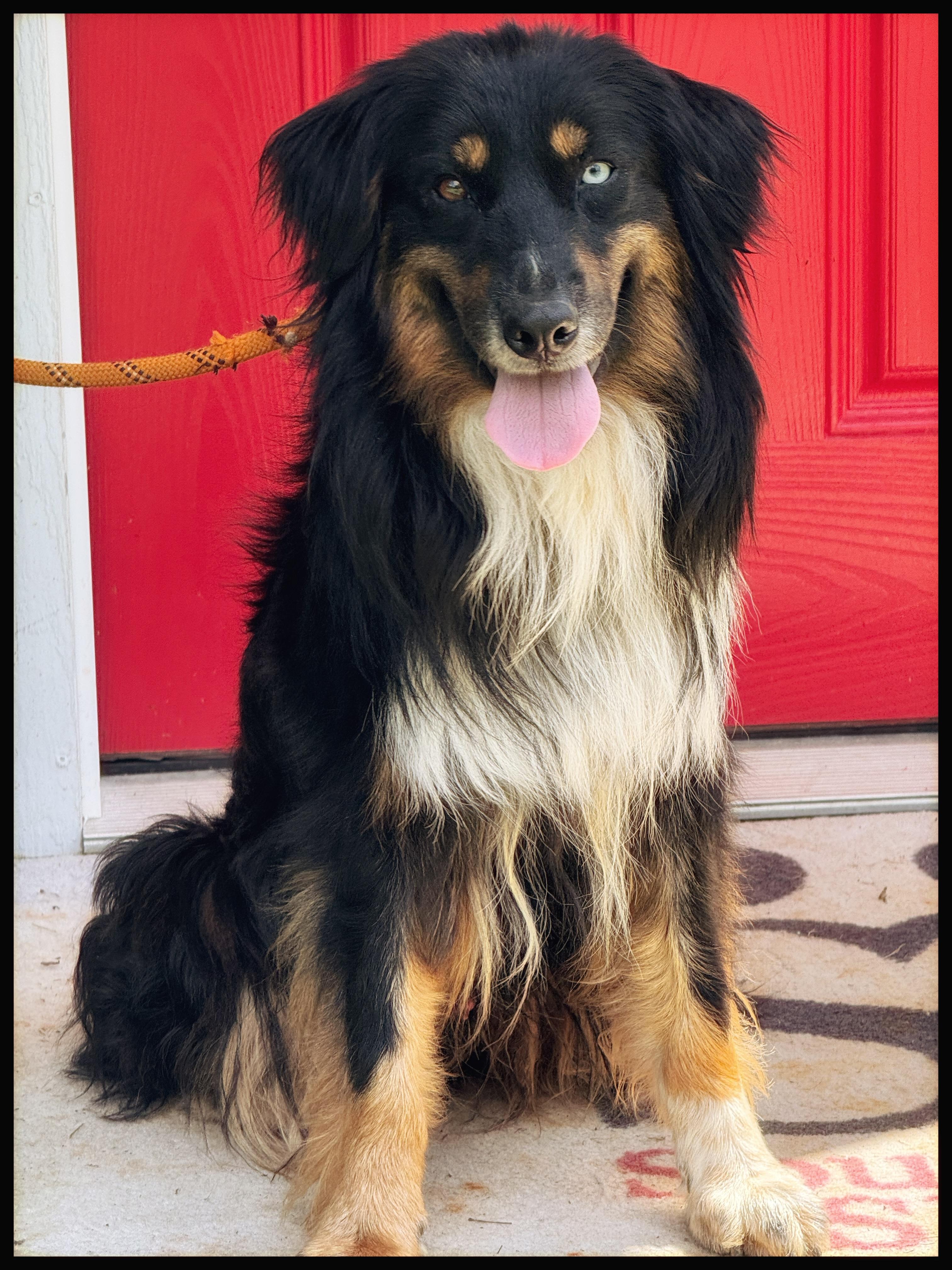 Enlarge Benny, a ADOPTABLE Australian Shepherd in Richmond, VA image 5/6