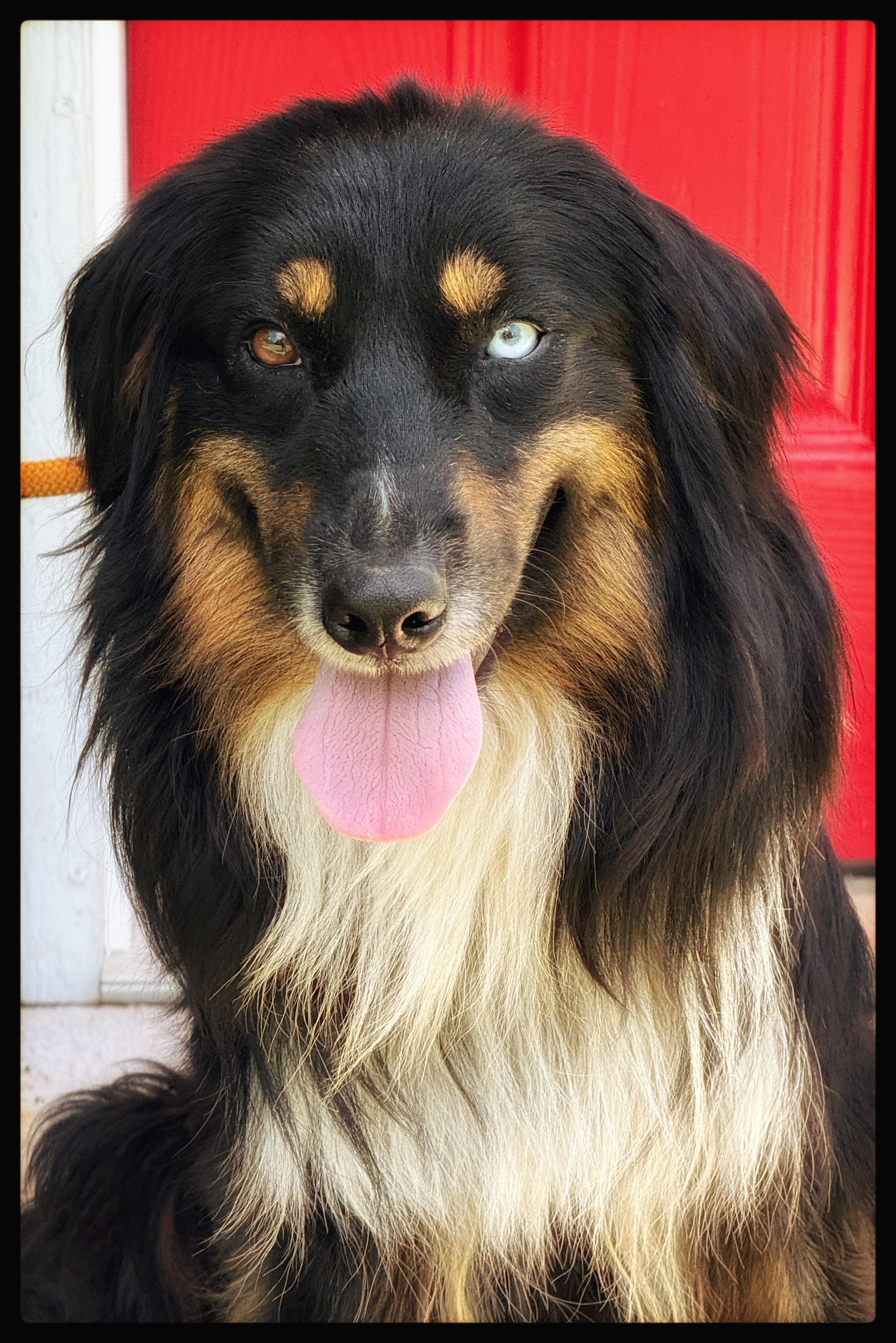 Benny, ADOPTABLE, Adult Male Australian Shepherd.