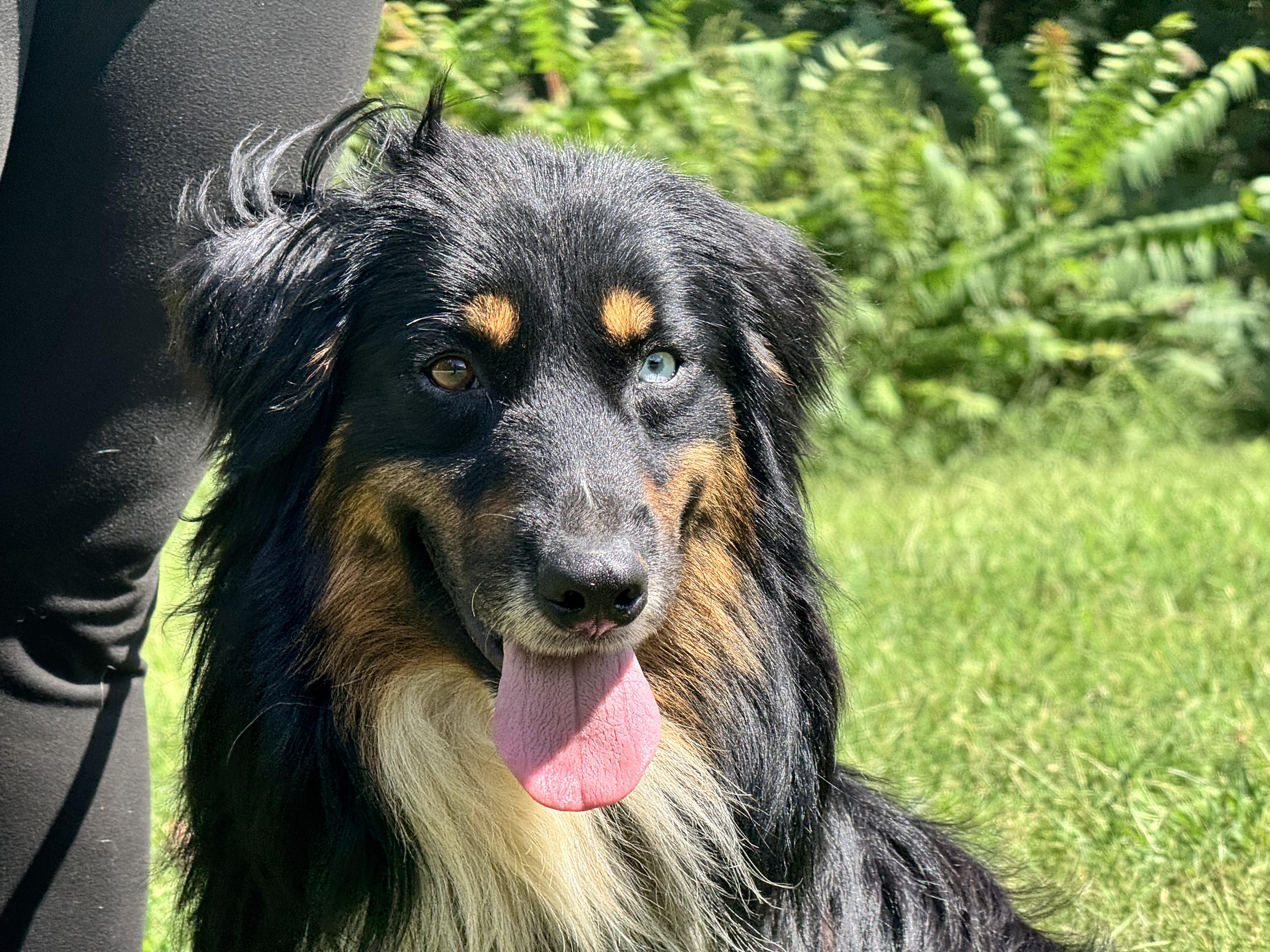 Enlarge Benny, a ADOPTABLE Australian Shepherd in Richmond, VA image 6/6