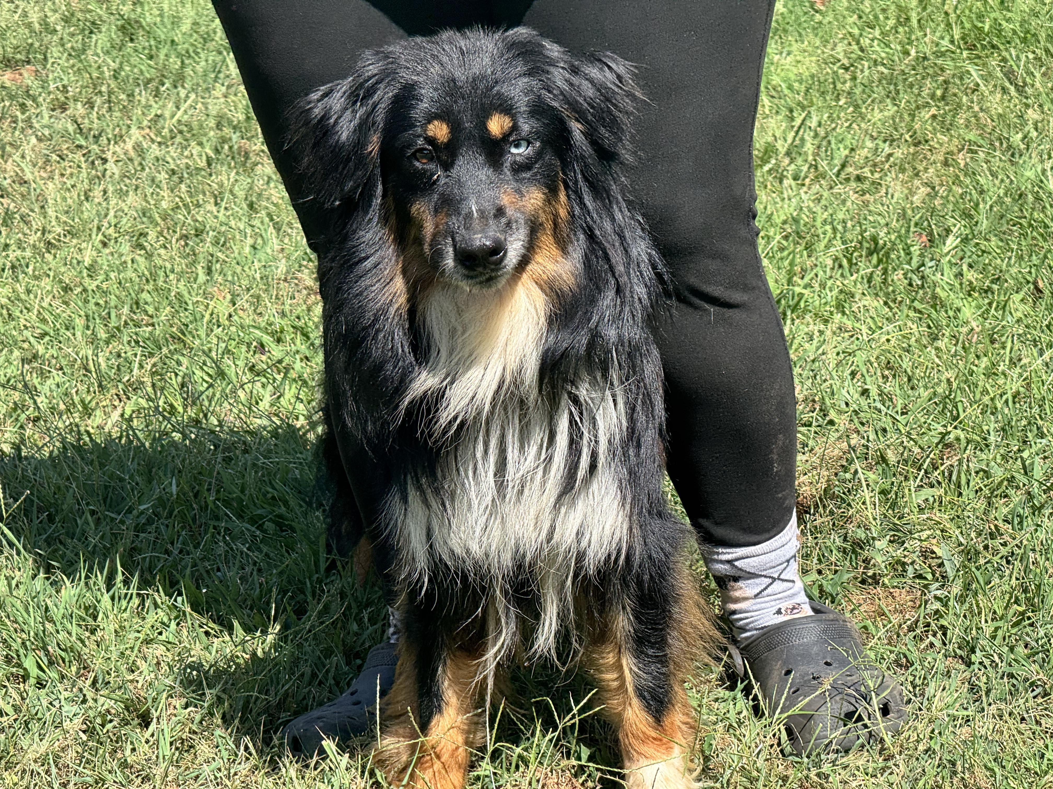 Enlarge Benny, a ADOPTABLE Australian Shepherd in Richmond, VA image 4/6