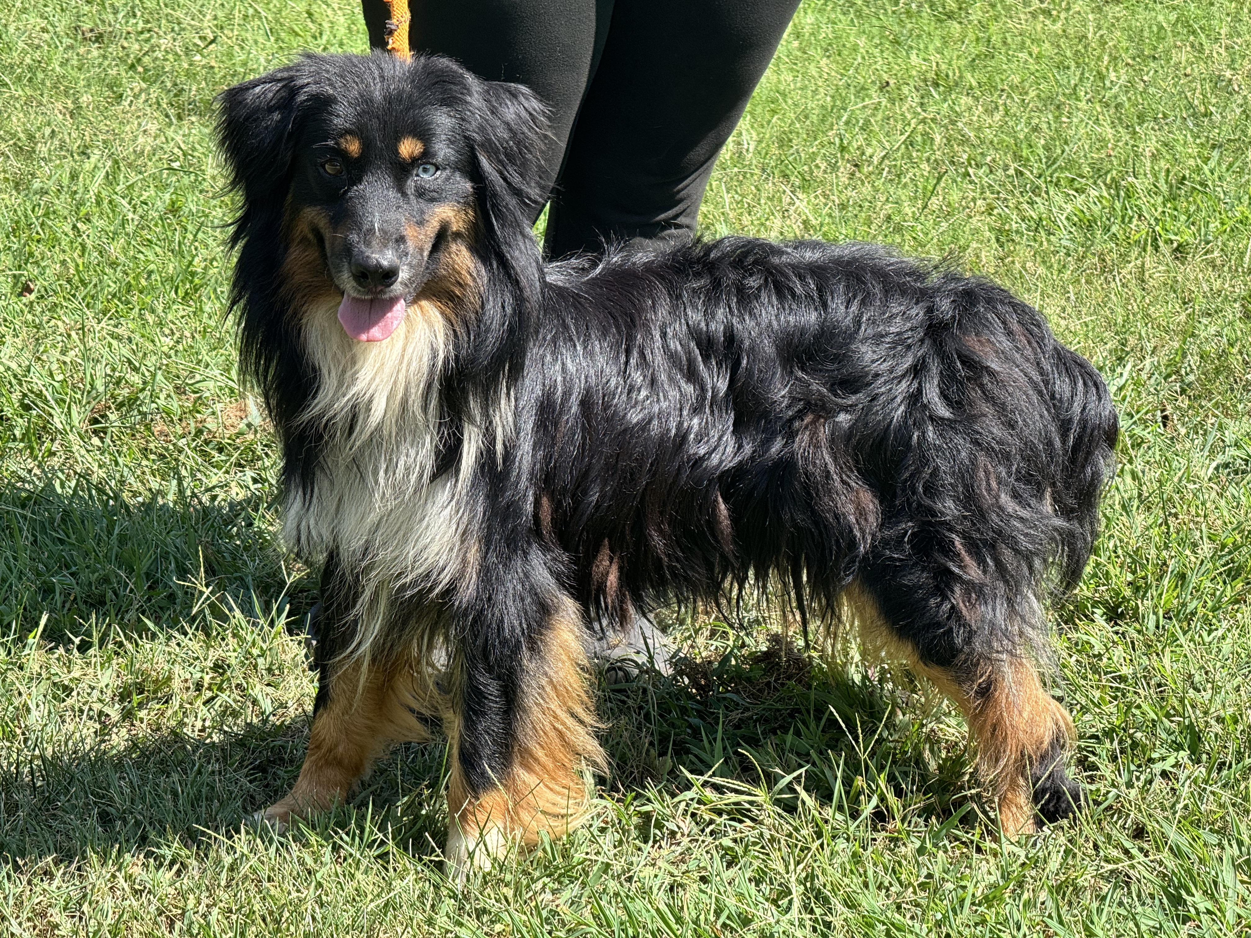 Enlarge Benny, a ADOPTABLE Australian Shepherd in Richmond, VA image 2/6
