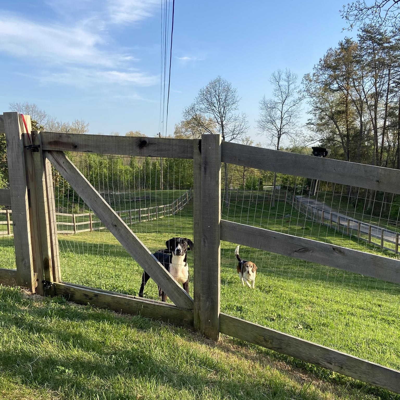 Enlarge OREO (kind, house-trained dog, good w other pets)!, an adopted mixed breed in Louisville, KY image 3/6