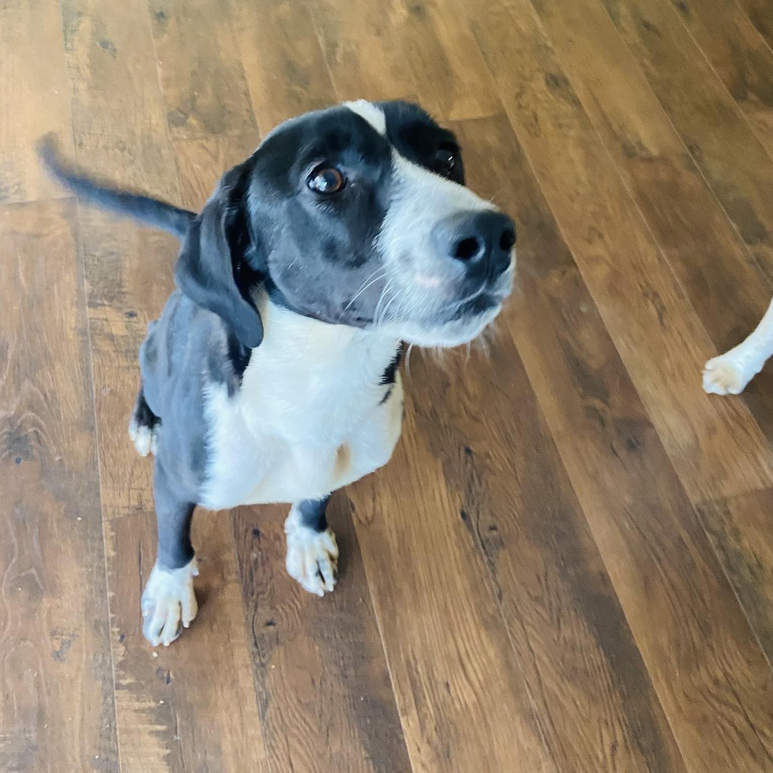 OREO (kind, house-trained dog, good w other pets)!, adopted, Young Male Hound & Black Labrador Retriever.