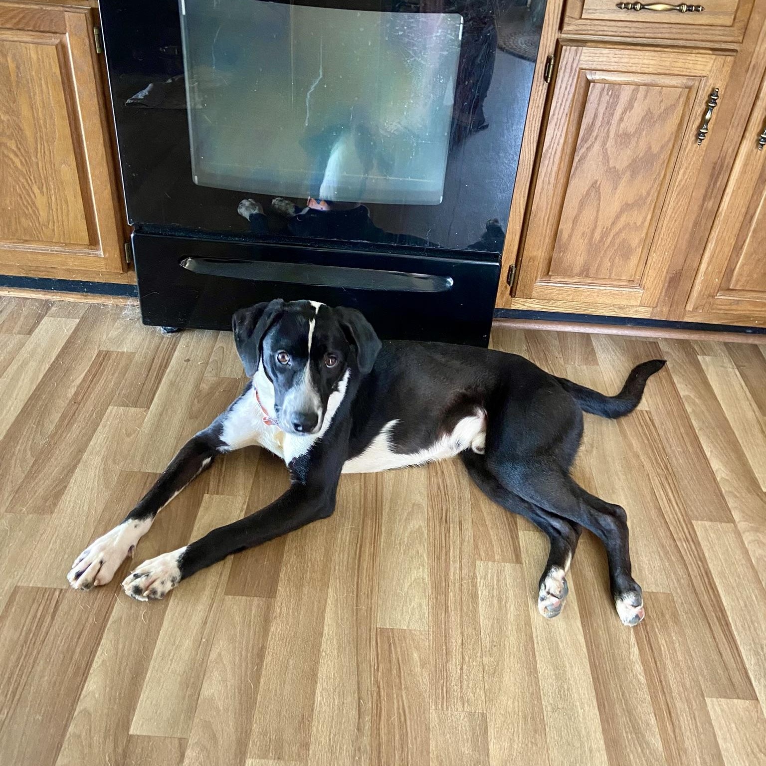 Enlarge OREO (kind, house-trained dog, good w other pets)!, an adopted mixed breed in Louisville, KY image 4/6