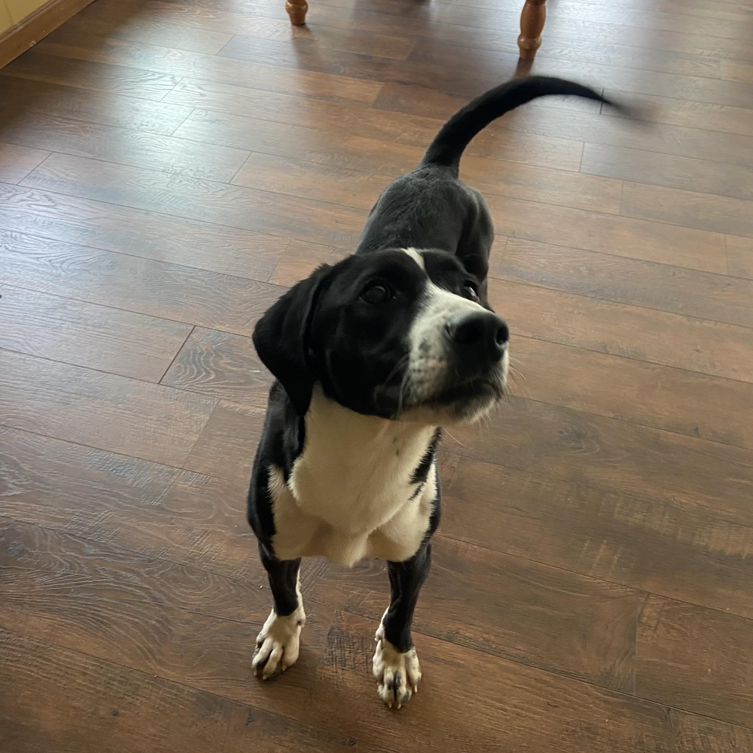 Enlarge OREO (kind, house-trained dog, good w other pets)!, an adopted mixed breed in Louisville, KY image 2/6