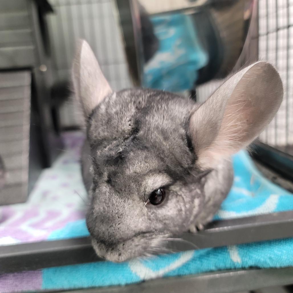 Amethyst, Jade & Opal, ADOPTABLE, Adult Female Chinchilla.