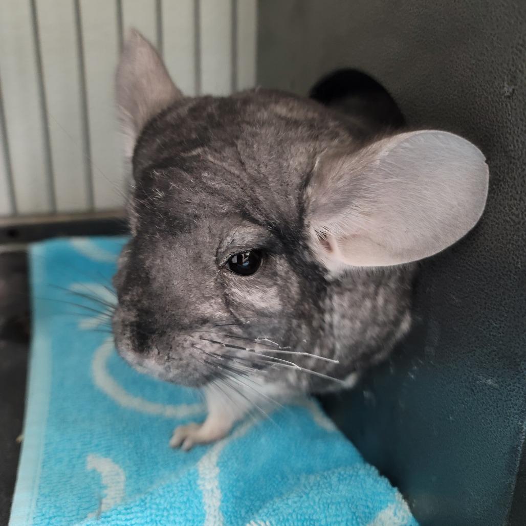 Enlarge Amethyst, Jade & Opal, a ADOPTABLE Chinchilla in Las Vegas, NV image 3/3