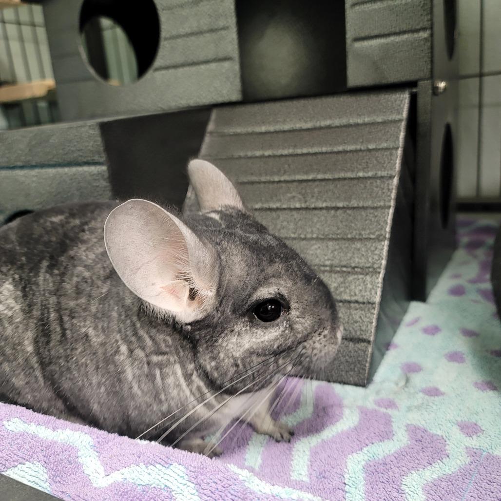 Enlarge Amethyst, Jade & Opal, a ADOPTABLE Chinchilla in Las Vegas, NV image 2/3