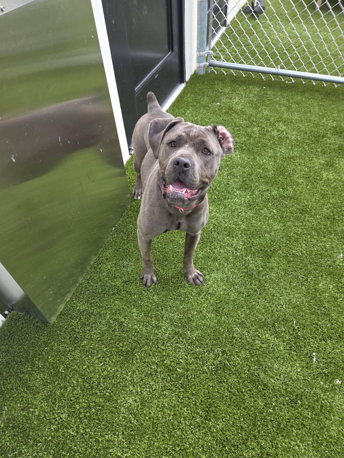 JUST A 7 MONTH OLD PUP, a ADOPTABLE Cane Corso in Northwood, OH image 2/2