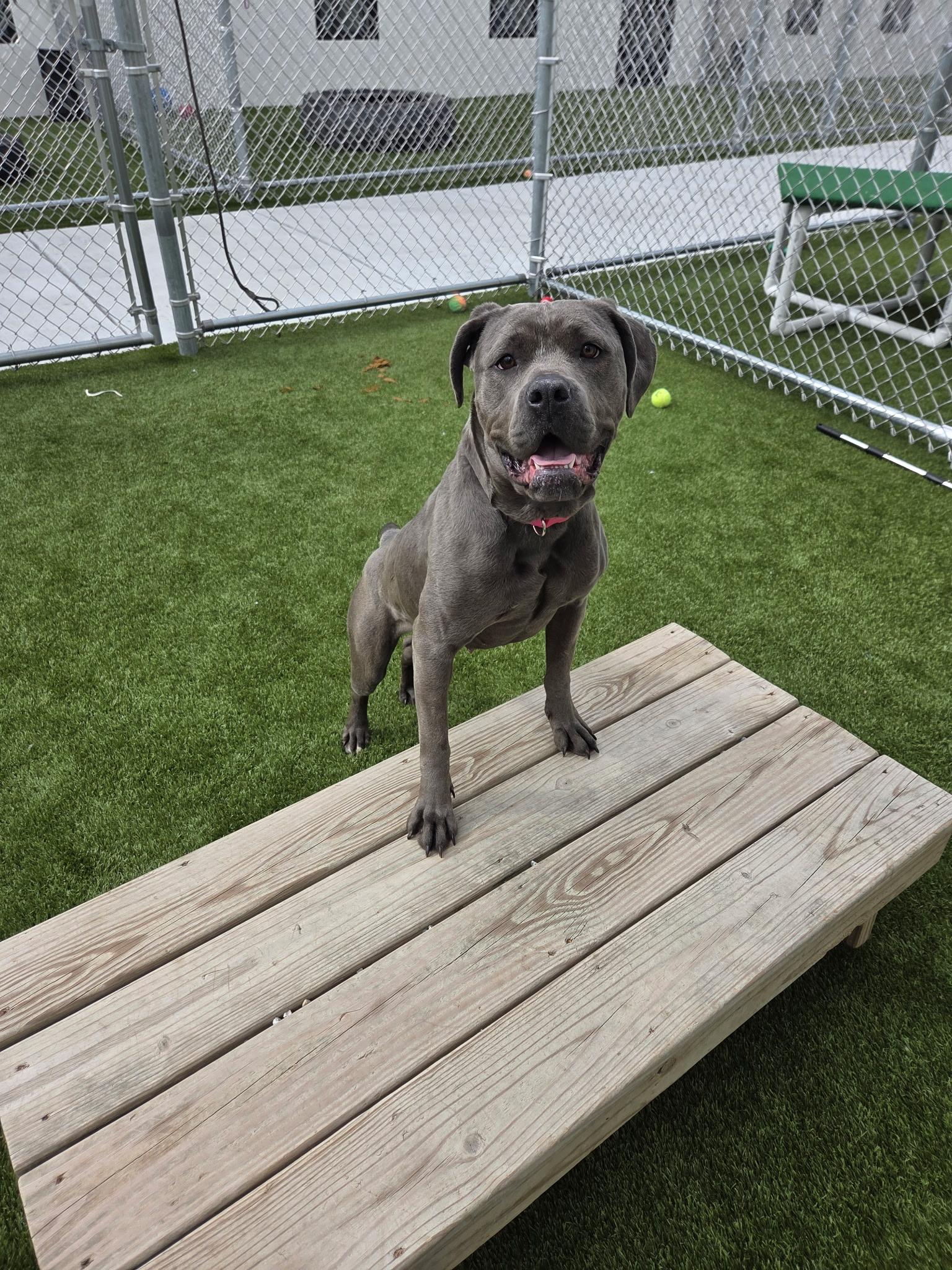 JUST A 7 MONTH OLD PUP, ADOPTABLE, Puppy Female Cane Corso.