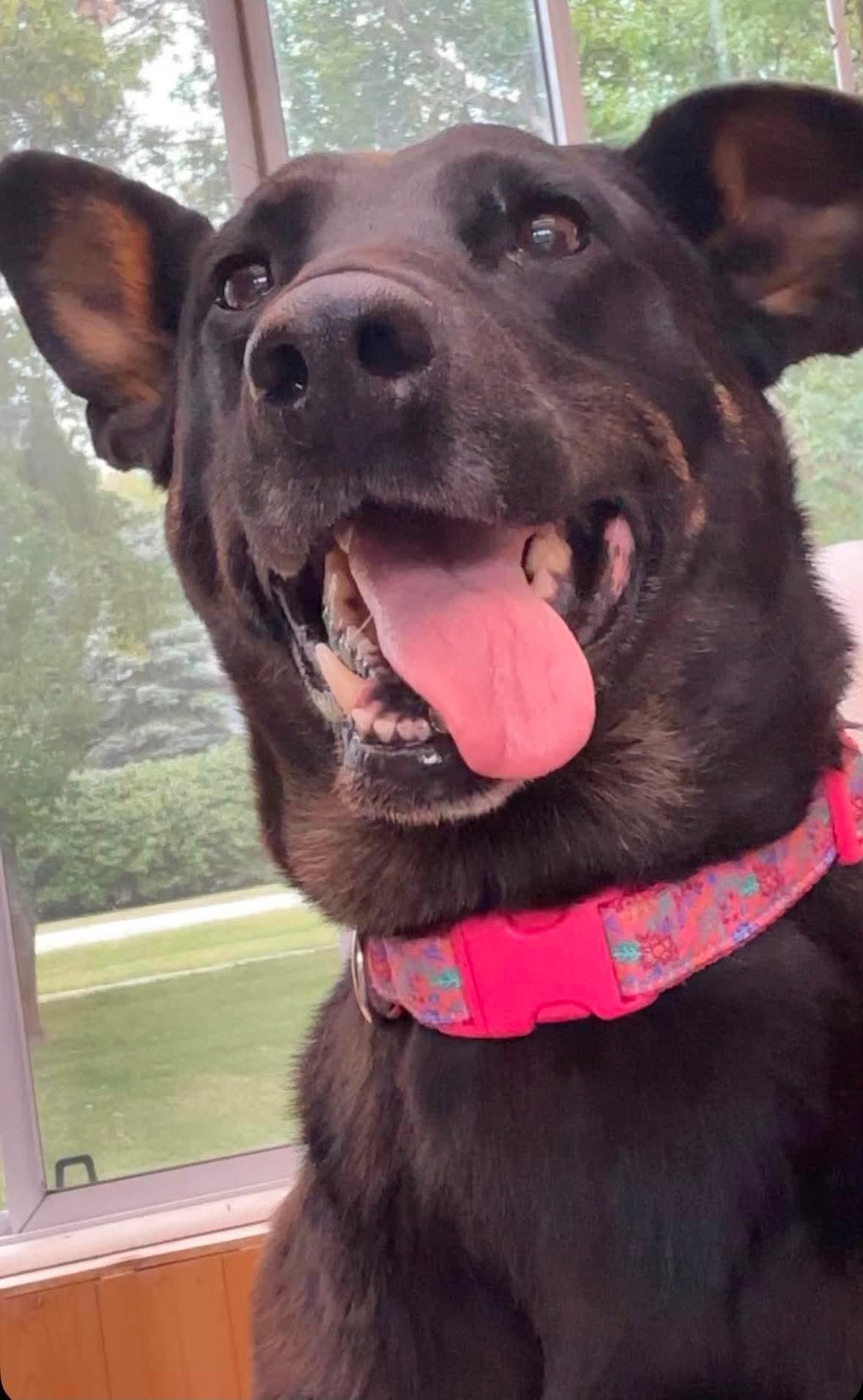 Enlarge Ravin, a Adopted mixed breed in Winnipeg, MB image 5/6
