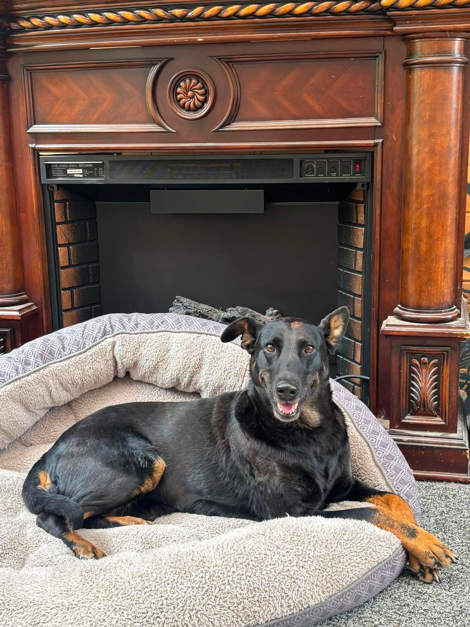 Ravin, Adopted, Adult Female Shepherd & Doberman Pinscher.
