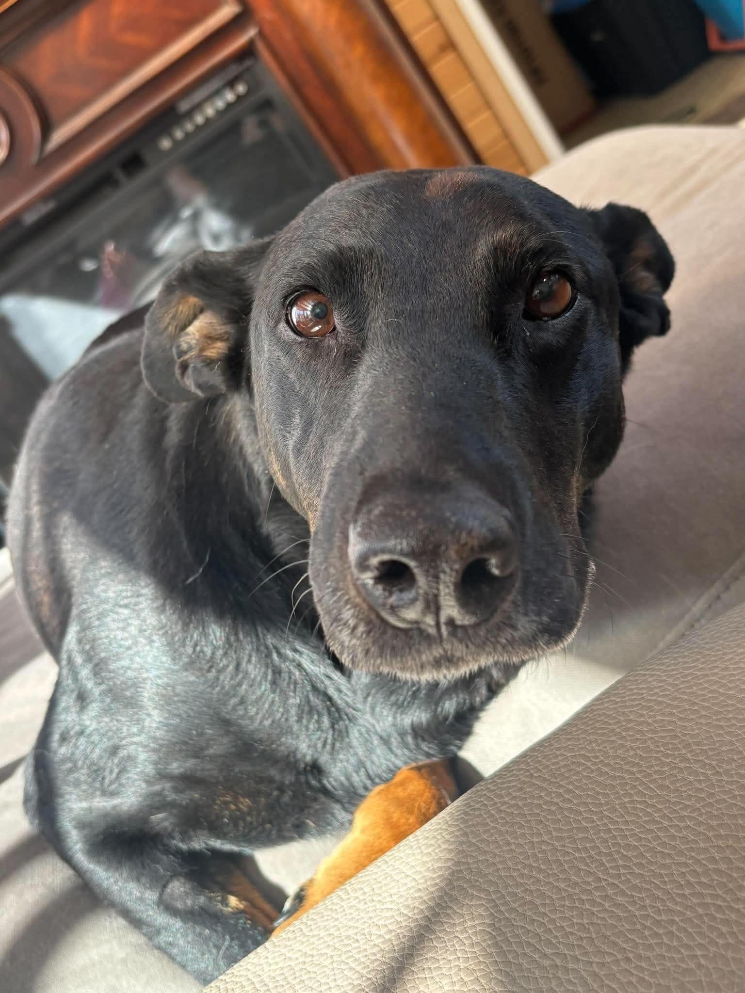 Enlarge Ravin, a Adopted mixed breed in Winnipeg, MB image 2/6