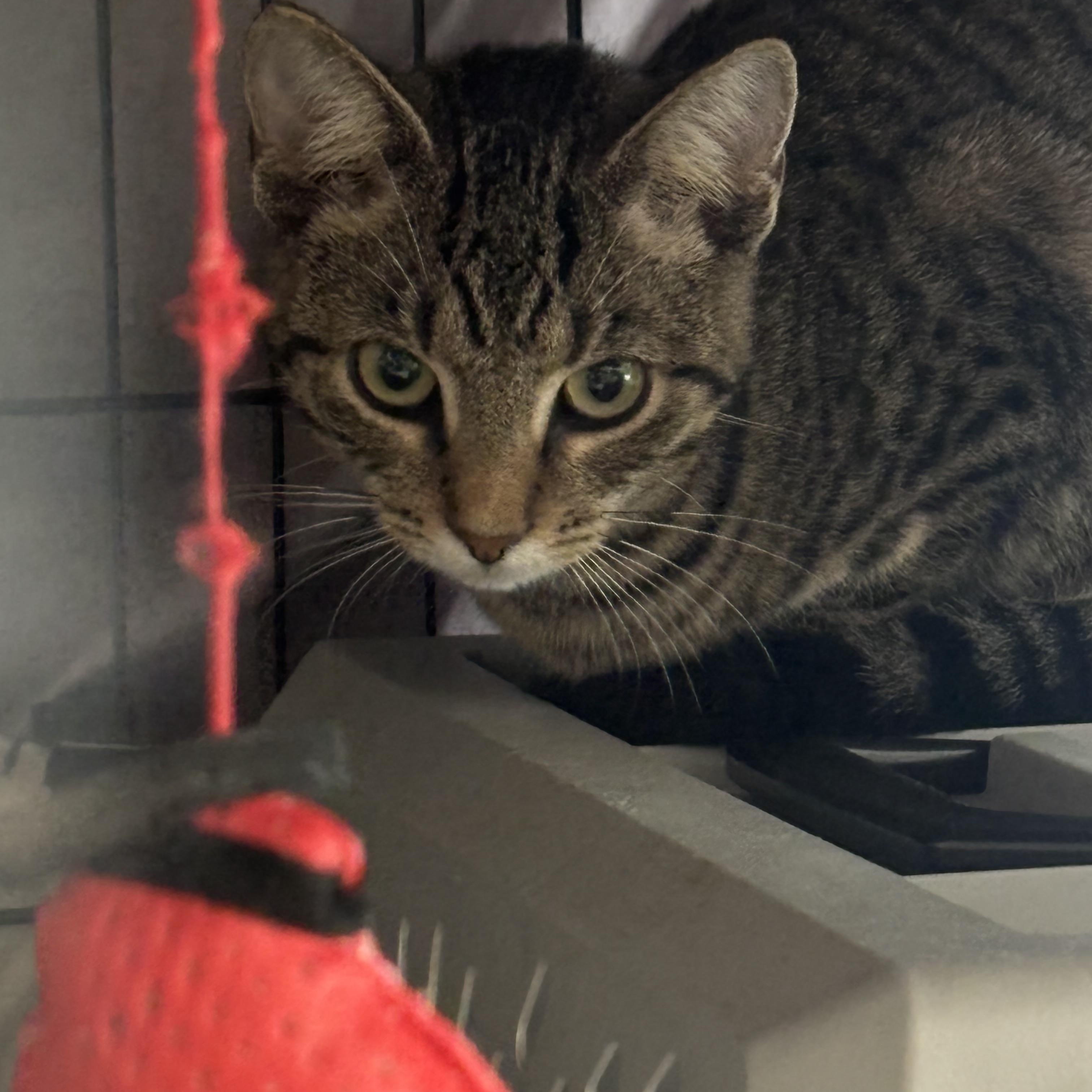 DIXIE, Adoptable, Kitten Female Domestic Short Hair.