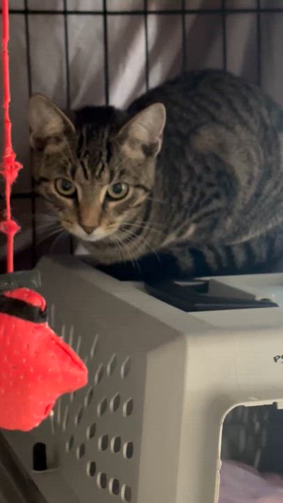 Enlarge DIXIE, a Adoptable Domestic Short Hair in Pittsburgh, PA video 2/2