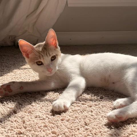 Brad, a Adoptable Domestic Short Hair in Winston Salem, NC image 1/6
