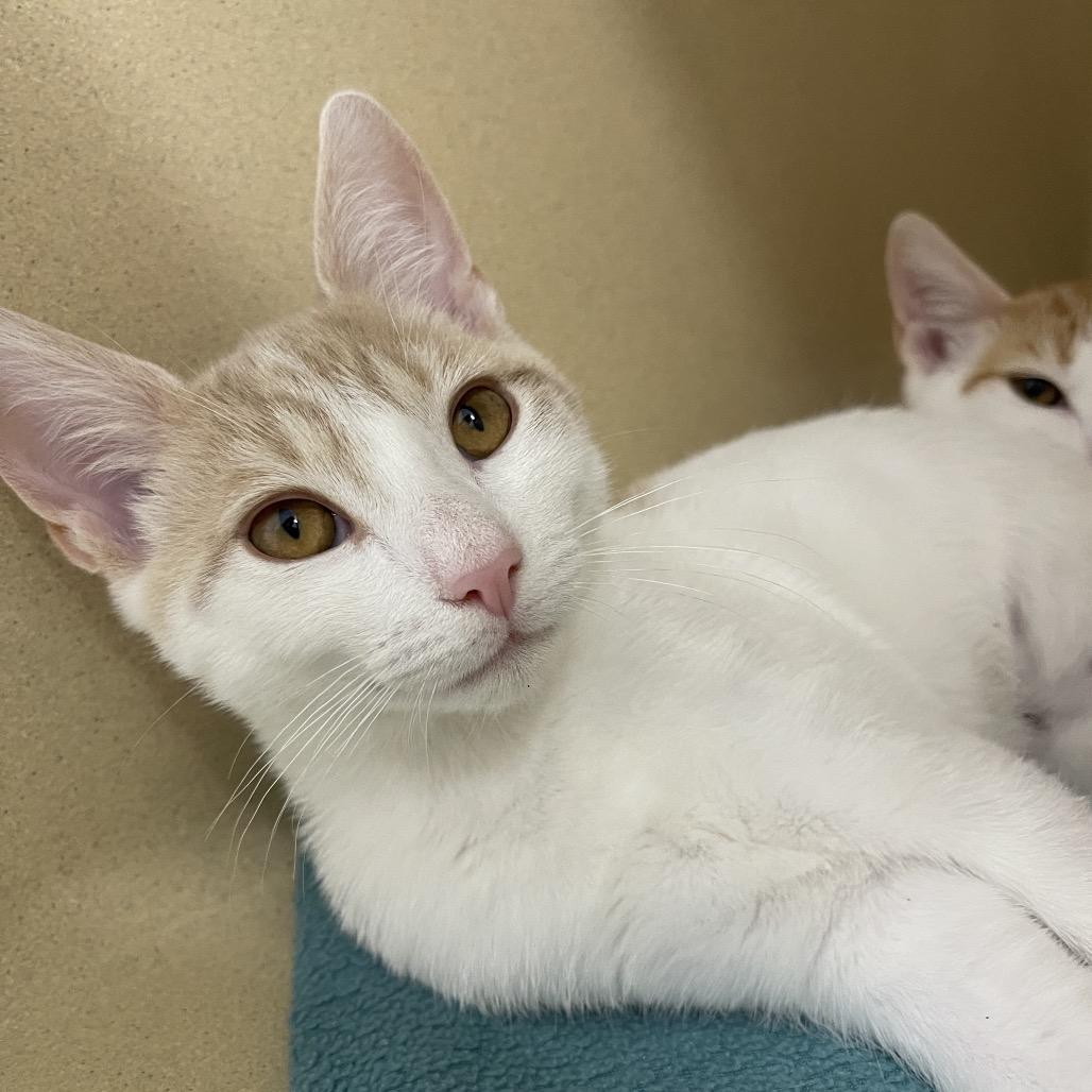 Brad, a Adoptable Domestic Short Hair in Winston Salem, NC image 2/6