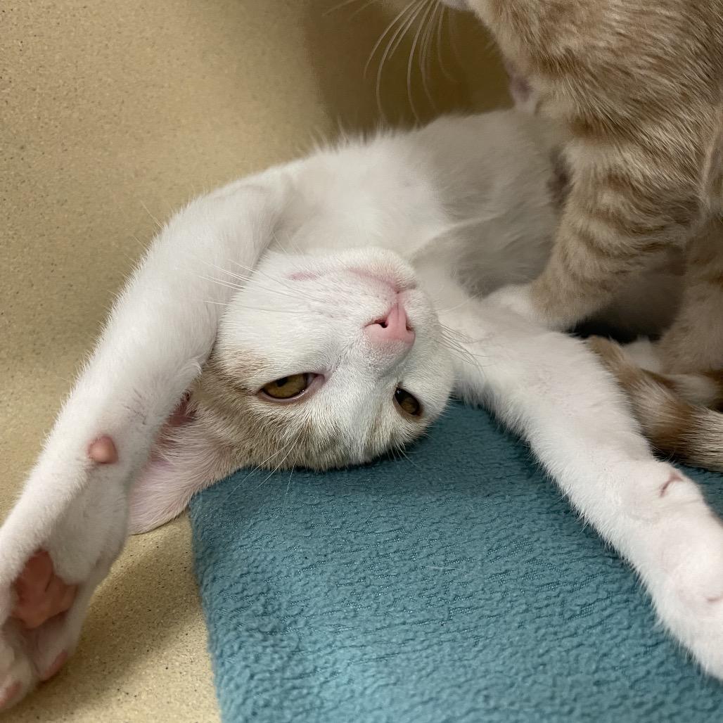Brad, a Adoptable Domestic Short Hair in Winston Salem, NC image 3/6