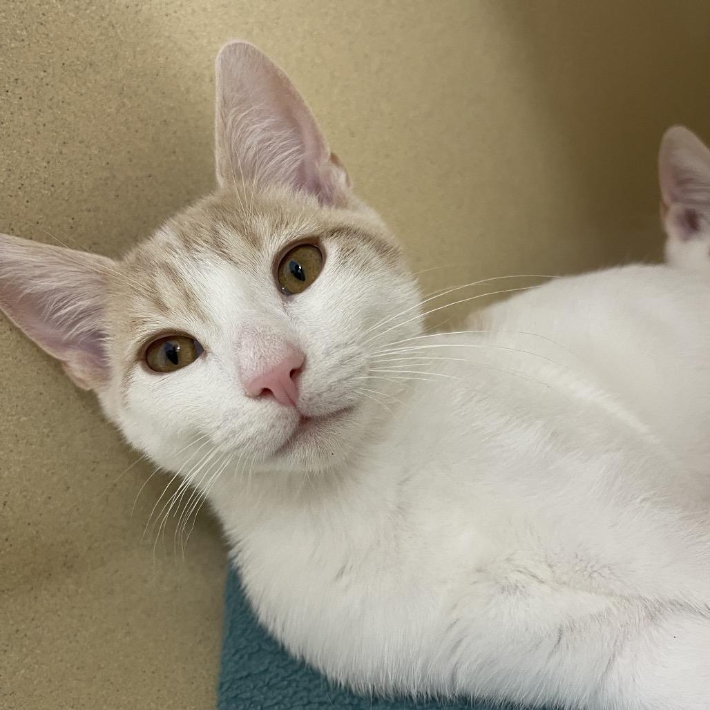 Brad, a Adoptable Domestic Short Hair in Winston Salem, NC image 4/6