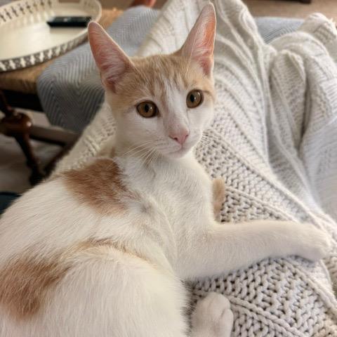Brad, a Adoptable Domestic Short Hair in Winston Salem, NC image 5/6